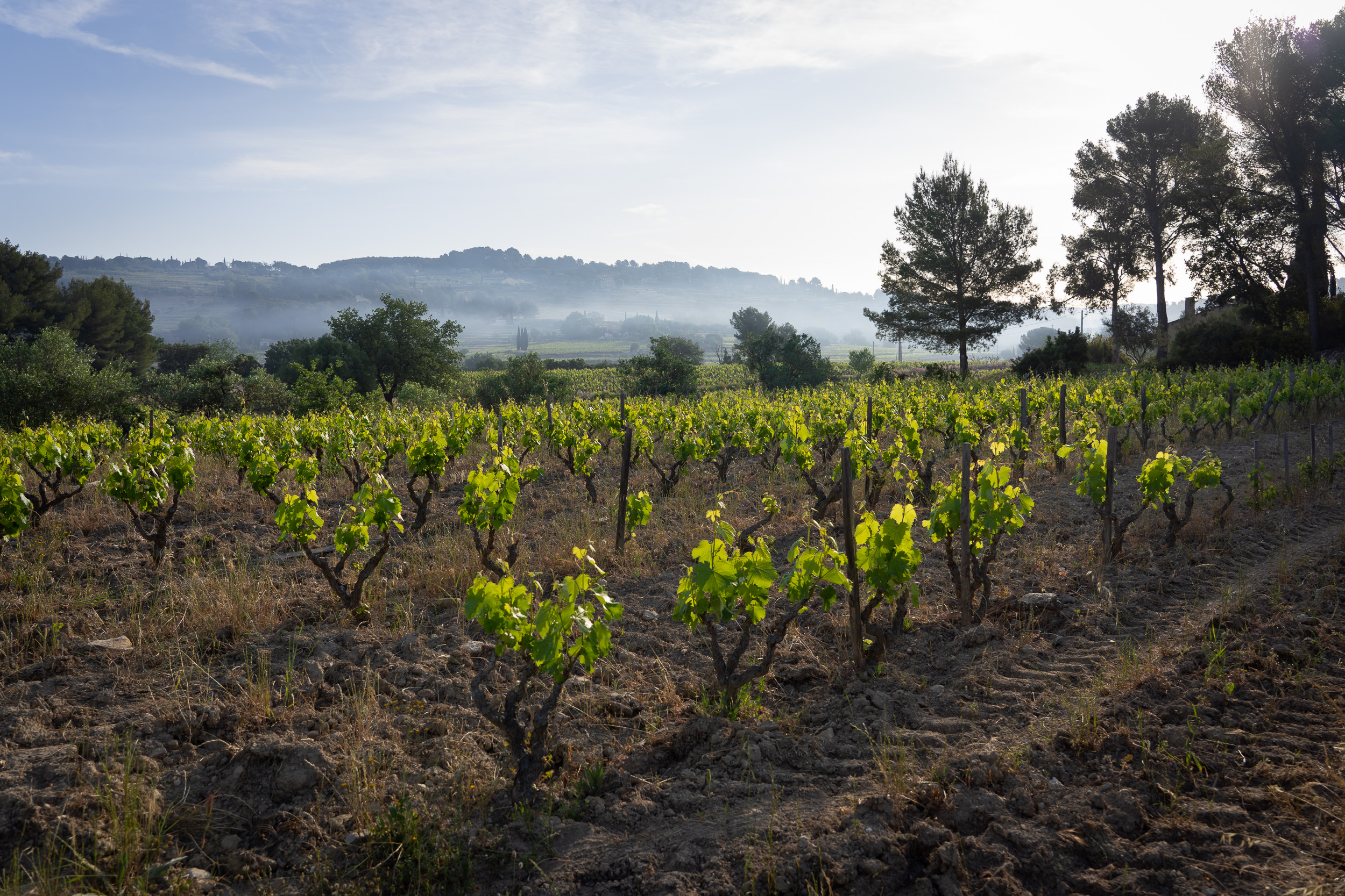 domaine les euvres vives_weingut_reben