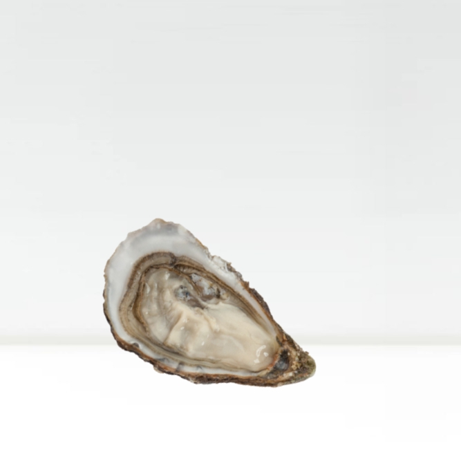 Huître Fines de Claire N° 3