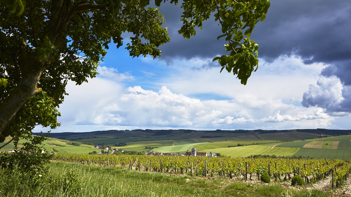 Domaine Goisot ©SB - Weinreben
