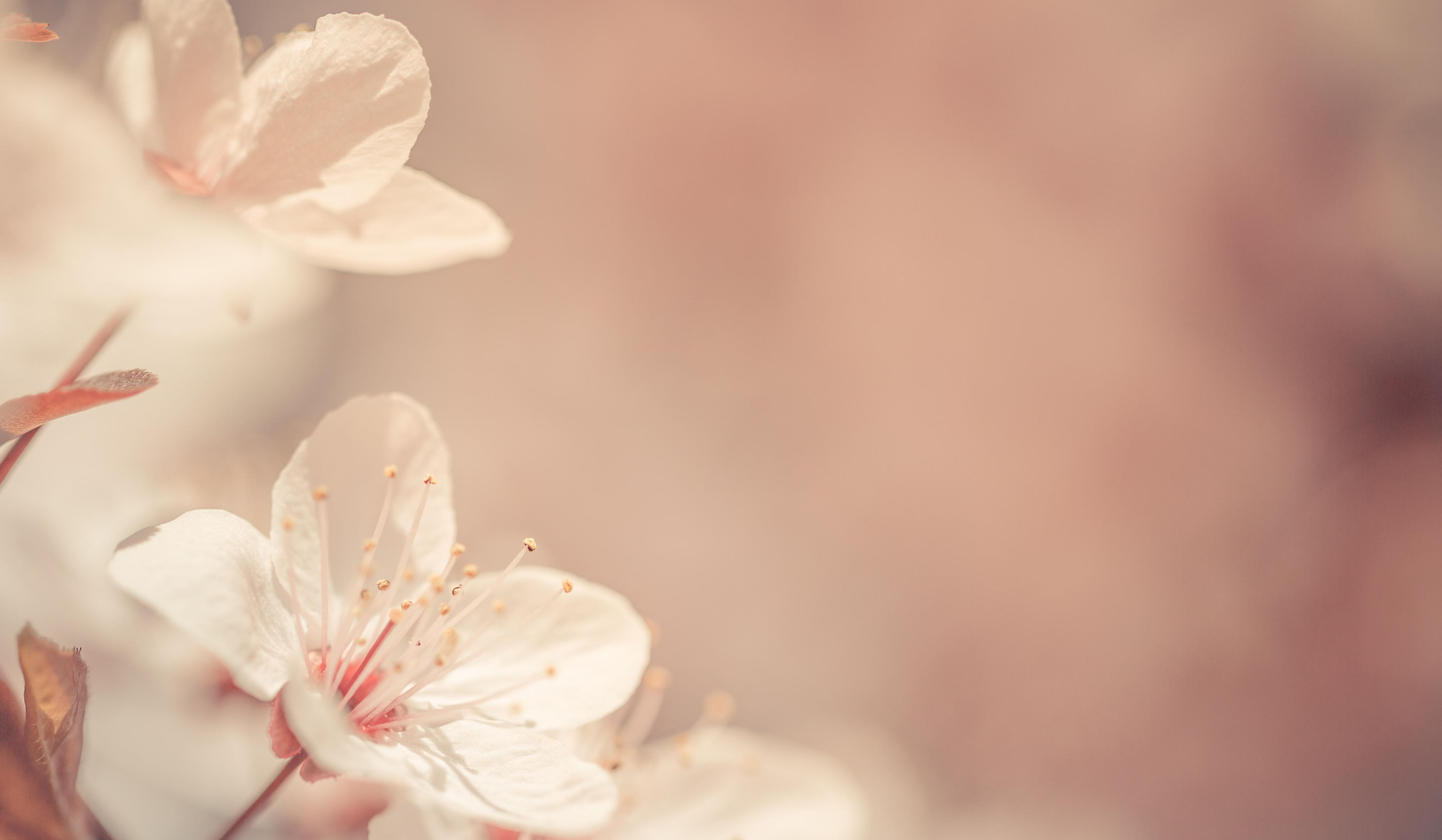 spring-banner-1