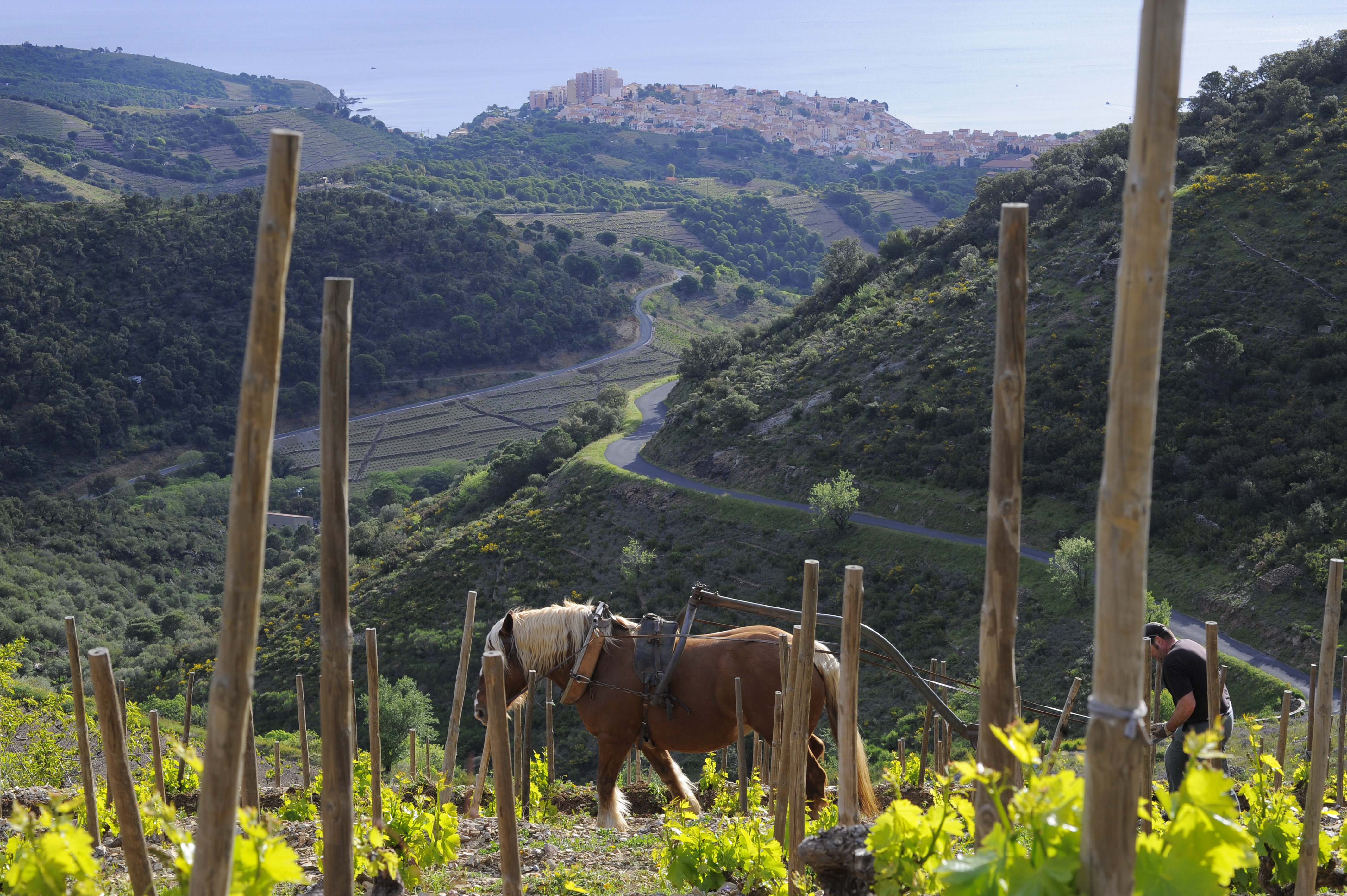 Parce_Weingut_Arbeit_Pferd