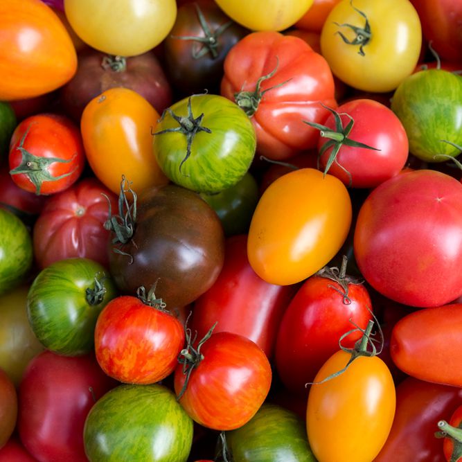 Tomaten-Velouté