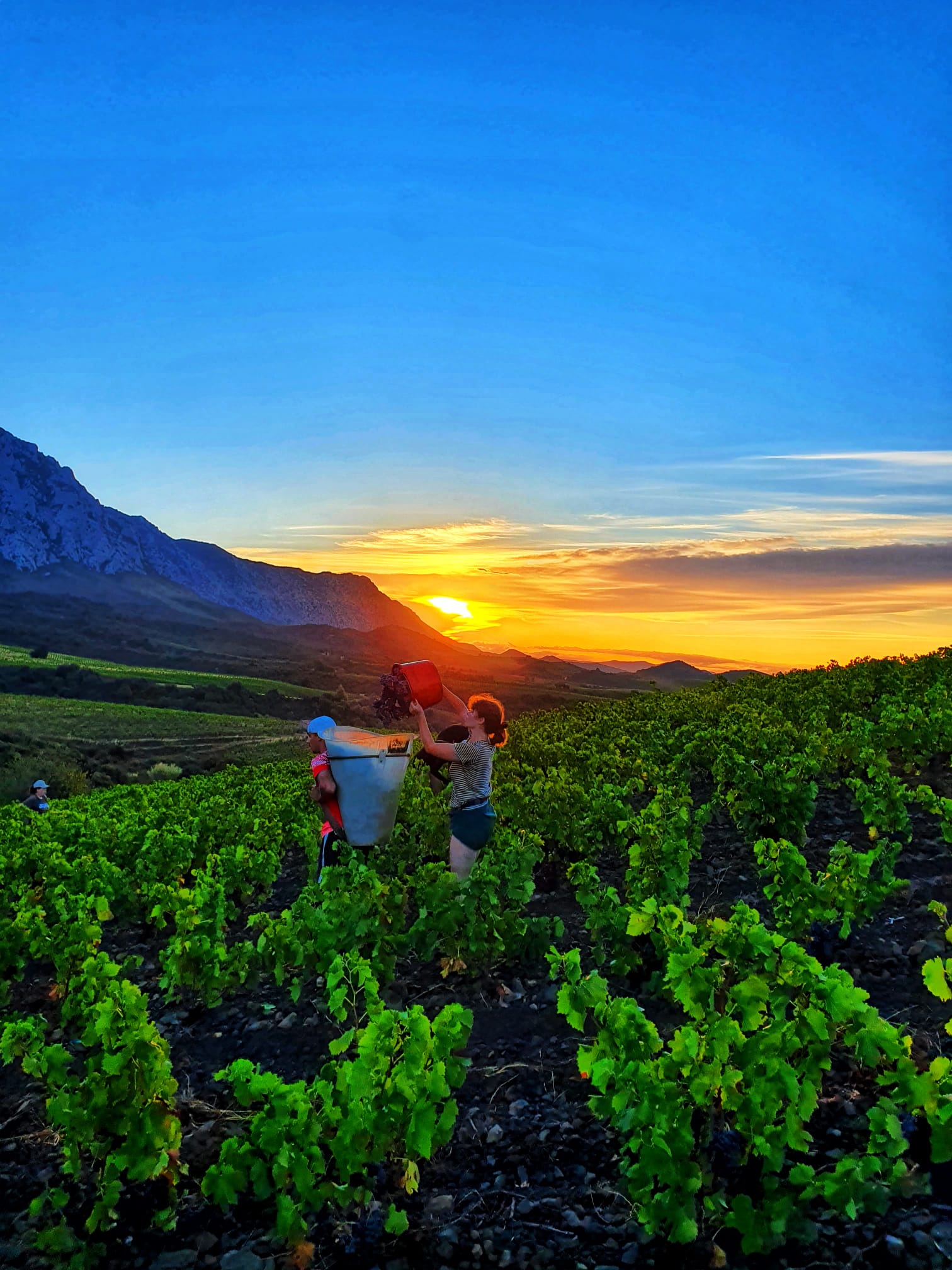 Parce_Weingut_Reben_Ernte