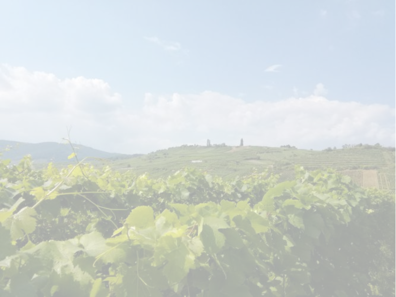 digitale-weinmesse_terroir_2